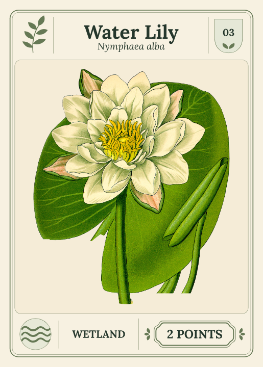 Water Lily, Specimen cards